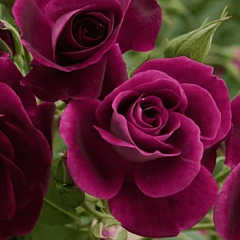 Роза Флорибунда Burgundy Ice