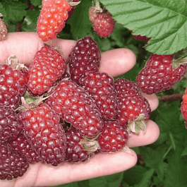 Ежемалина Tayberry