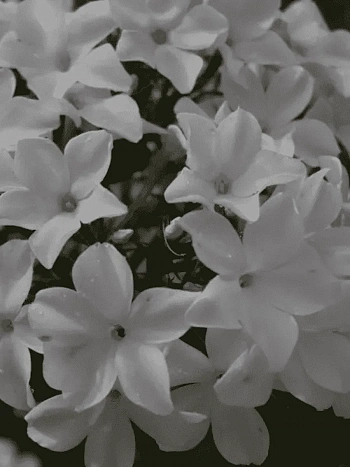 Флокс метельчатый Царевна лебедь