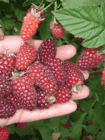 Ежемалина Tayberry