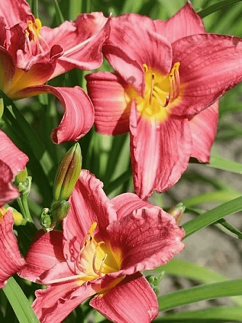 Лилейник Rosy Returns