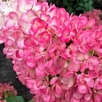 Гортензия метельчатая Strawberry Blossom