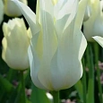 Тюльпан Ballade White