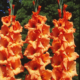 Гладиолус крупноцветковый Питер Пирс