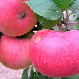 Яблоня Аркад розовый