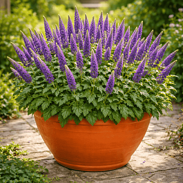 Вероника колосистая Sunny Border Blue