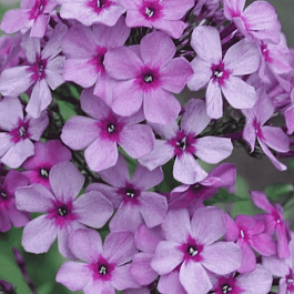 Флокс метельчатый Мистер Икс