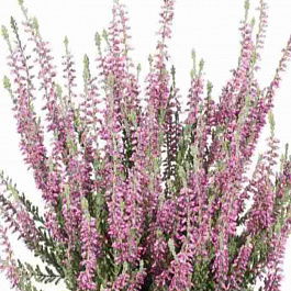 Вереск обыкновенный Silvana