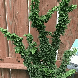 Кипарисовик тупой Chirimen