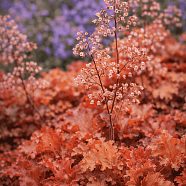 Гейхера Orange Berry Ruffles