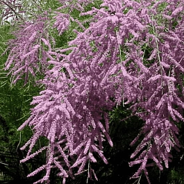 Тамарикс ветвистый