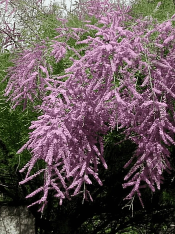 Тамарикс ветвистый