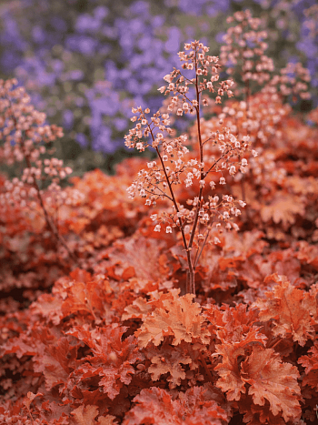 Гейхера Orange Berry Ruffles