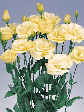 Лизиантус Advantage 2 Yellow