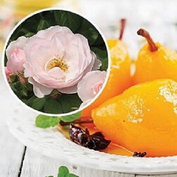 Роза парковая кулинарная Пир