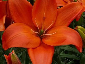 Лилия азиатская Изи Лав НАБОР 2ШТ (2+2)