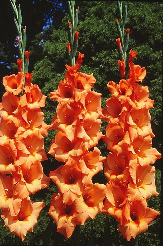 Гладиолус крупноцветковый Питер Пирс Гладиолус крупноцветковый Питер Пирс