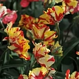 Тюльпан попугайный Flaming Parrot Gold