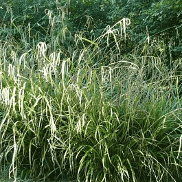 Осока висячая