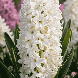 Гиацинт Madame Sophie