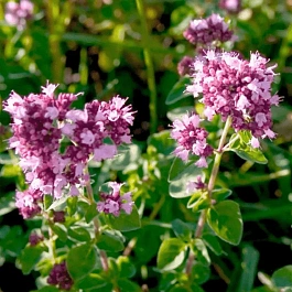 Душица обыкновенная