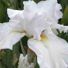 Ирис германский Silver Screen