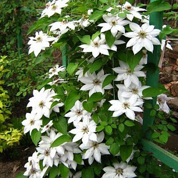 Клематис крупноцветковый Сноу Квин