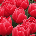 Тюльпан Махровый Largo