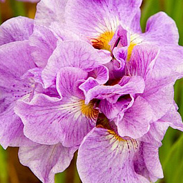 Ирис сибирский Пинк Парфе