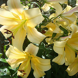 Лилия ОТ-гибрид Орания