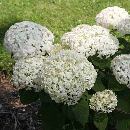 Гортензия древовидная White ball