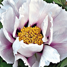 Пион Древовидный White with black Eye
