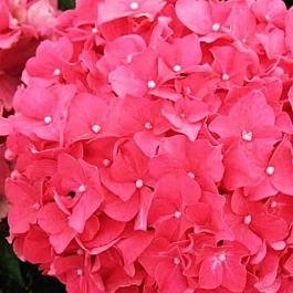 Гортензия крупнолистная Forever and ever Red