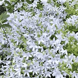 Колокольчик Пожарского Silberregen