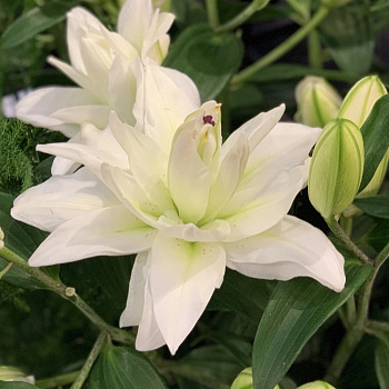 Лилия восточная махровая Сноуборд