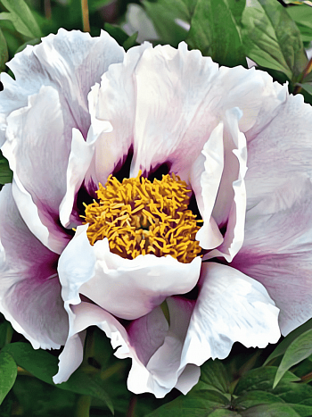 Пион Древовидный White with black Eye