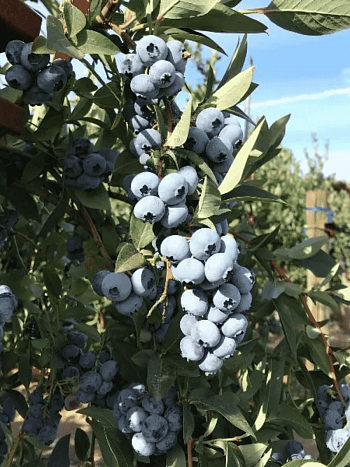 Голубика высокорослая Elliot