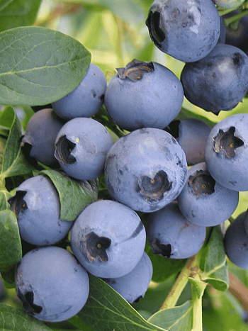 Голубика высокорослая Spartan