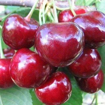 Черешня  Галочка