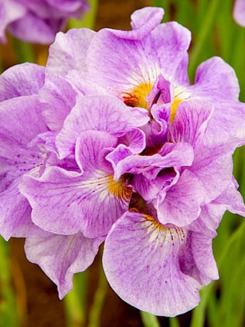 Ирис сибирский Пинк Парфе