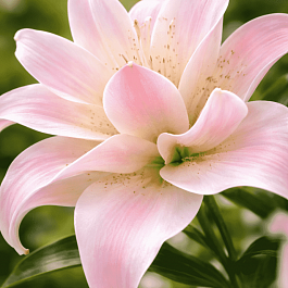 Лилия Lotus Queen