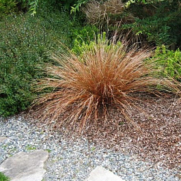 Осока Петри Милк Чоколэйт