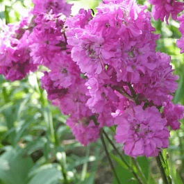 Лихнис альпийский Magenta