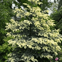 Ель колючая Jan Byczkowski