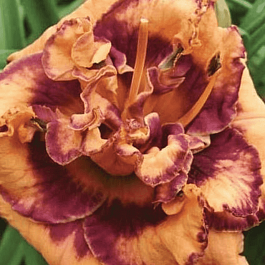 Лилейник Exploded Pumpkin