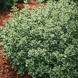 Бересклет Форчуна Emerald Gaiety