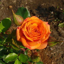 Роза спрей Келли Роза спрей Келли