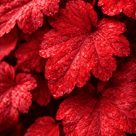 Гейхера Autumn Leaves