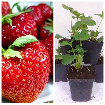 Земляника садовая Зефир НАБОР 5ШТ