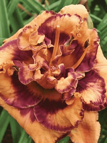 Лилейник Exploded Pumpkin